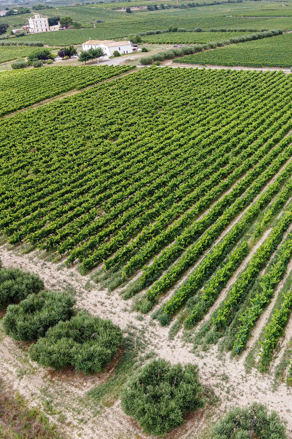 View of a vineyard in Penedes